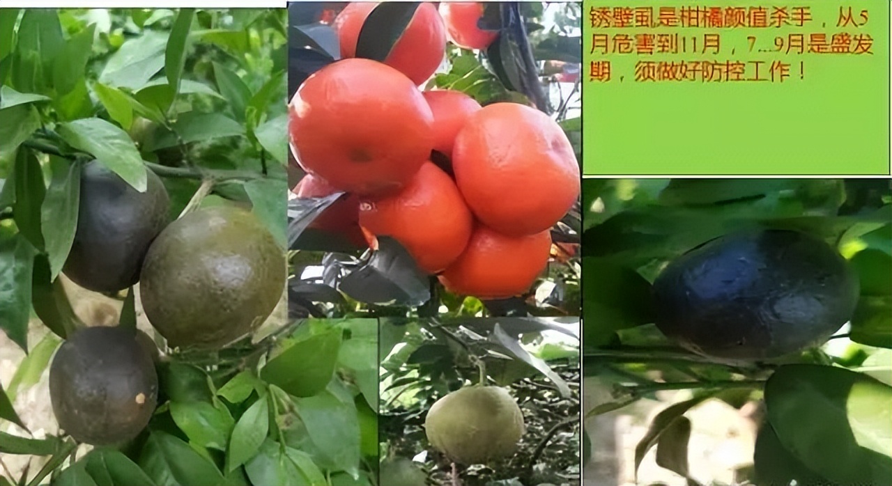 红蜘蛛发生规律_柑橘木虱防治方法_基于r语言的中国柑橘主要病虫害空间分布图