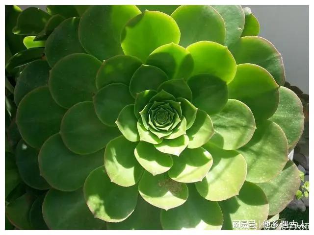 斐波那契数列应用于生活_斐波那契数列生活中的例子_斐波那契数列生活应用