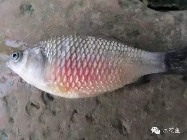 痘疮病_鱼类皮肤功能_鱼类皮肤病种类及危害