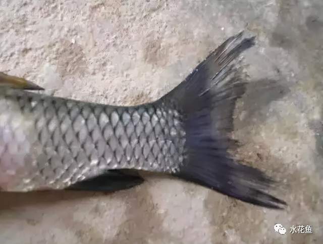 鱼类皮肤功能_鱼类皮肤病种类及危害_痘疮病