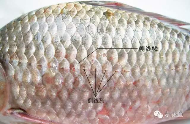 鱼类皮肤功能_鱼类皮肤病种类及危害_痘疮病