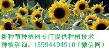 如何防治西瓜病害