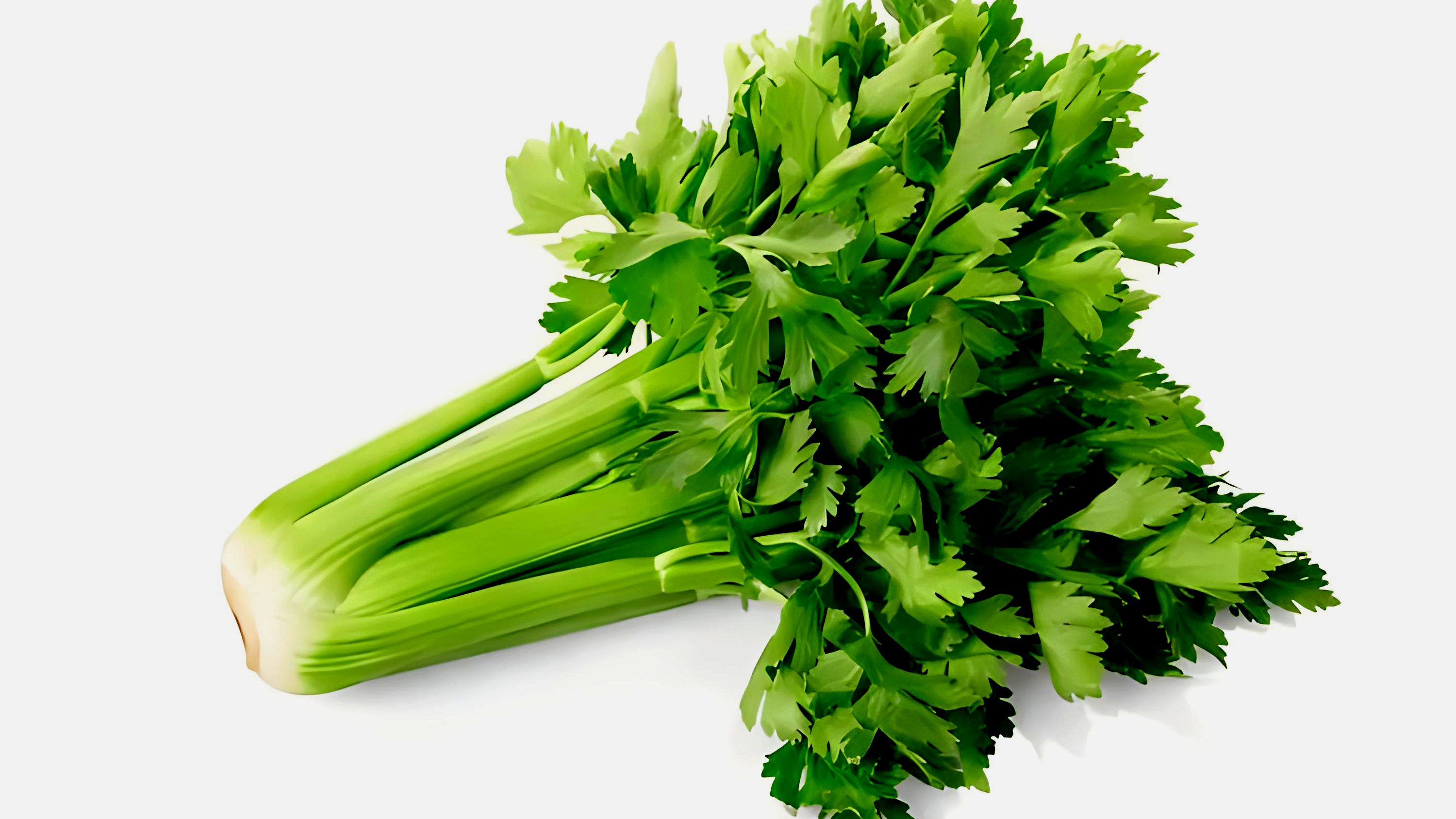 茎叶蔬菜纵横《芹菜》