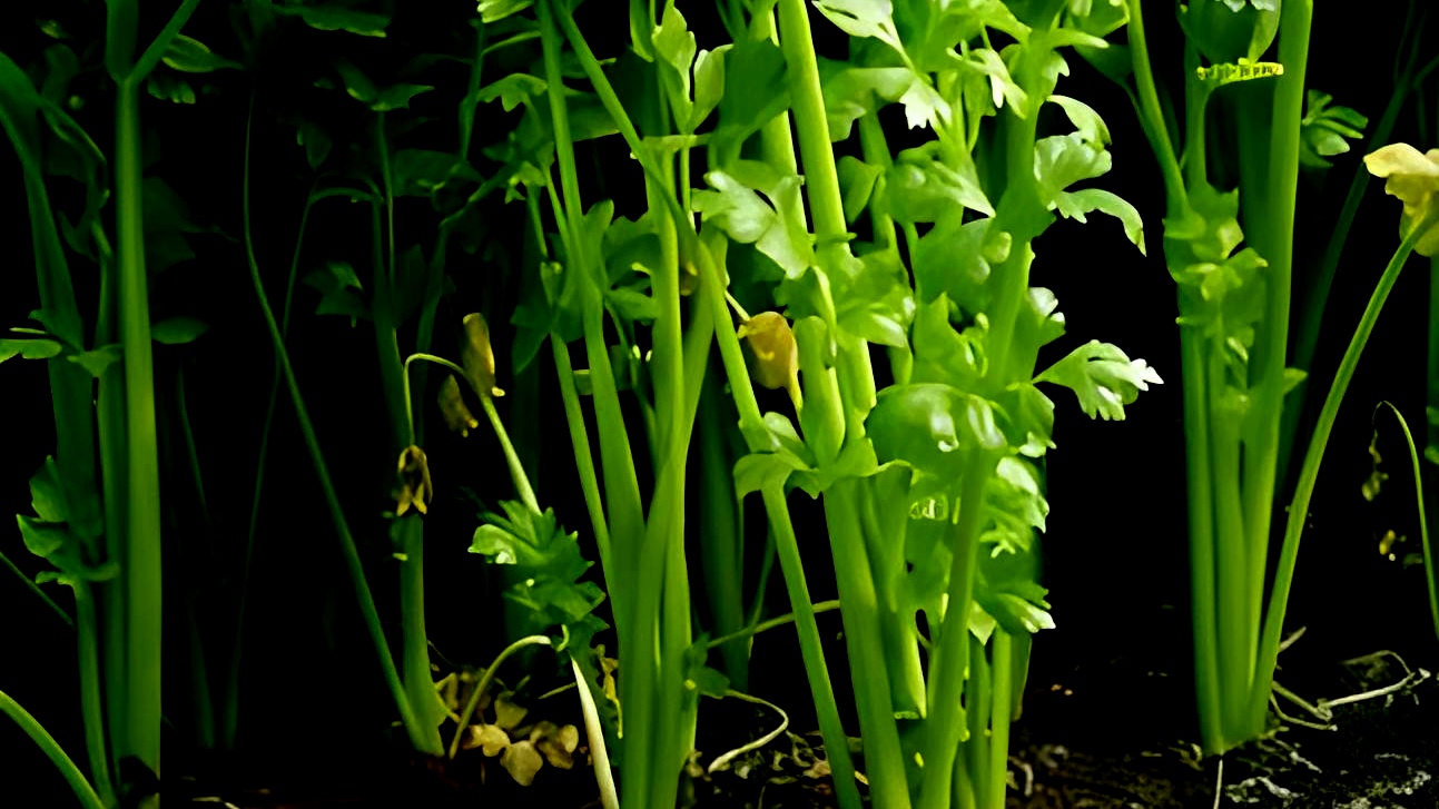 芹菜叶柄的横切面图片_芹菜种类营养价值食用方法_芹菜维生素矿物质功效