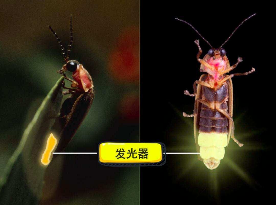萤火虫的图片大全大图_萤火虫灭绝原因_萤火虫保护方法