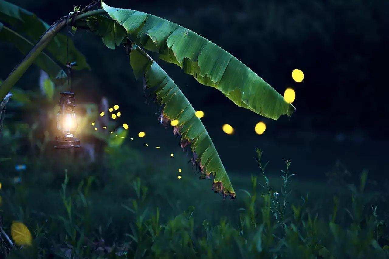 萤火虫的图片大全大图_萤火虫保护方法_萤火虫灭绝原因
