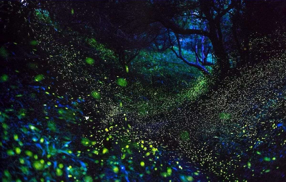 萤火虫保护方法_萤火虫的图片大全大图_萤火虫灭绝原因