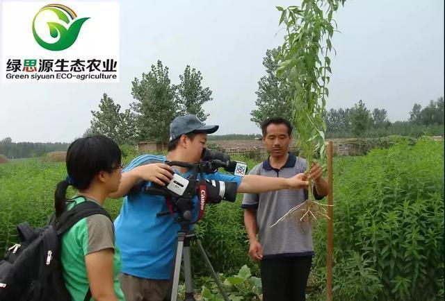 虫草参功效_虫草参食用方法_虫草参图片