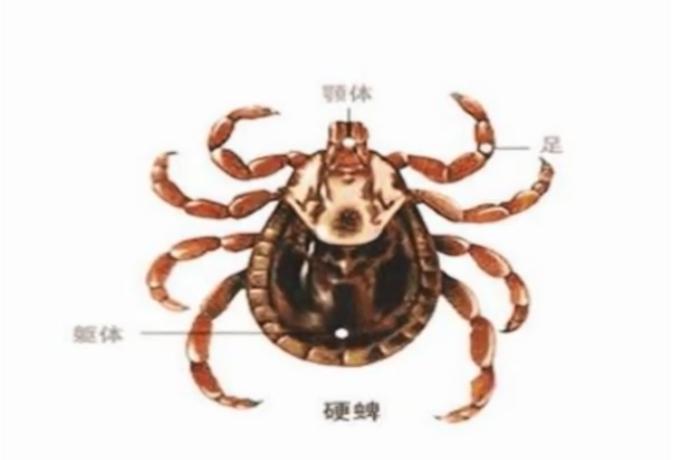 kiayun手机版登录.v1008.点进白给你1888.中国 蜱虫“凶猛”女子被叮咬3天后发作 医生：感染了新型病毒