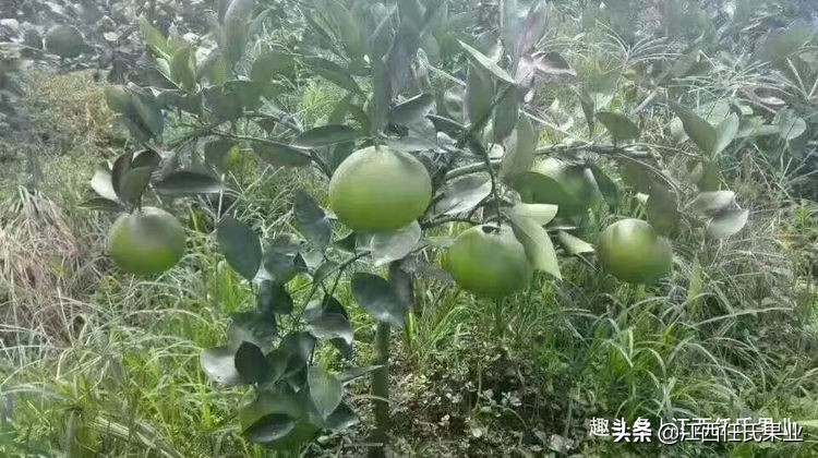 基于r语言的中国柑橘主要病虫害空间分布图_红蜘蛛柑橘害虫防治_柑橘全年防治阶段