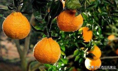 红蜘蛛柑橘害虫防治_基于r语言的中国柑橘主要病虫害空间分布图_柑橘全年防治阶段