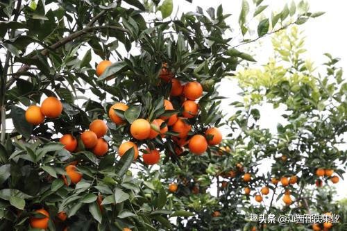 红蜘蛛柑橘害虫防治_柑橘全年防治阶段_基于r语言的中国柑橘主要病虫害空间分布图