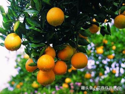 基于r语言的中国柑橘主要病虫害空间分布图_柑橘全年防治阶段_红蜘蛛柑橘害虫防治