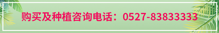 kiayun手机版登录app游戏登录入口.手机端安装.cc 雪松怎么防治病虫害？