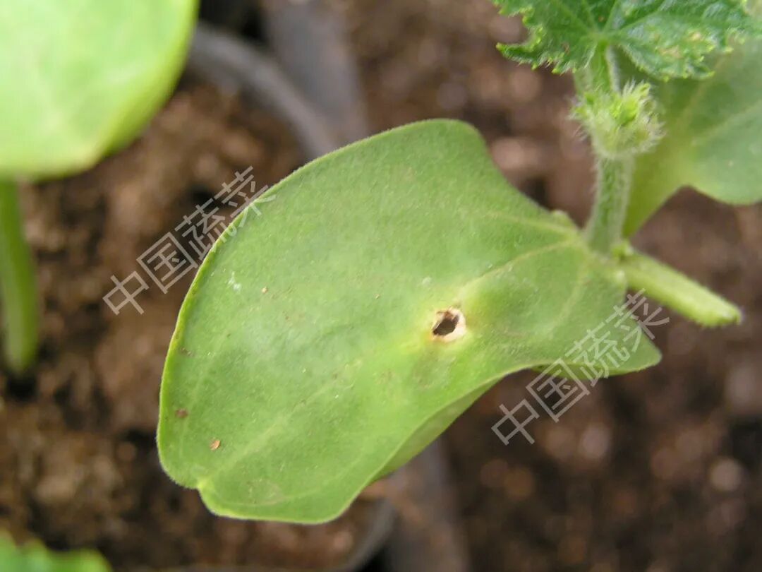 kiayun手机版登录打开即玩v1011.玩看我最新关网.中国 叶片穿孔，黄瓜流胶、扭曲！这种严重病害该怎么治？