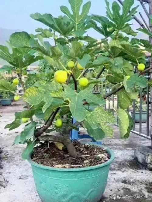 开·云体育app下载安装 北方无花果过冬指南！地栽埋土保暖，盆栽裹被防寒，远离暖气房！