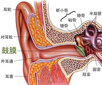 kia云手机版登录 乐理的科学与起源